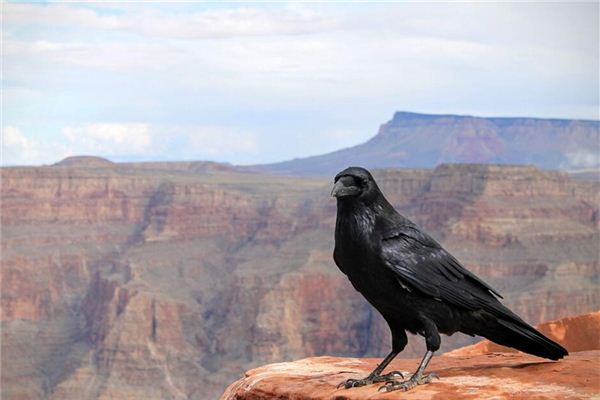 Crows Traumdeutung und Wahrsagerei