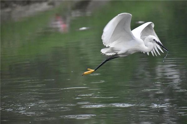 Cranes Traumdeutung und Wahrsagerei