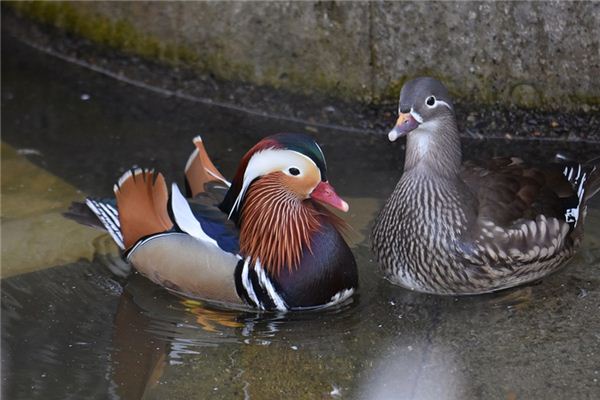 Traumdeutung und Weissagung von Mandarinenenten