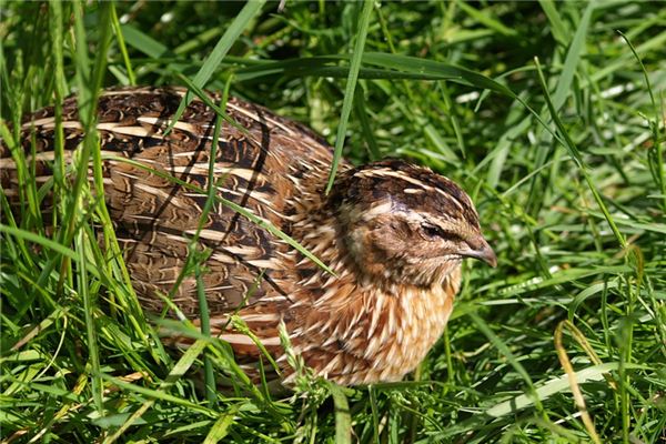 Wachtel Traumdeutung und Wahrsagerei