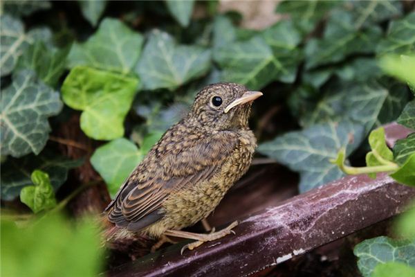 Nightingales Traumdeutung und Wahrsagerei