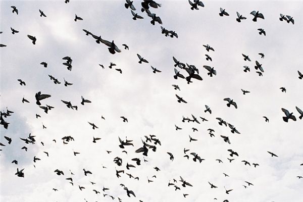 Traumdeutung und Wahrsagerei des Sammelns von Vögeln