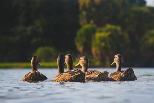 Enten Traumdeutung und Wahrsagerei