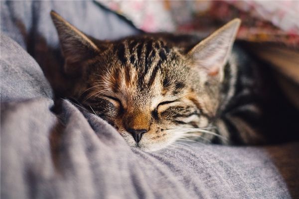 Die Bedeutung und das Symbol von Kätzchen in Träumen
