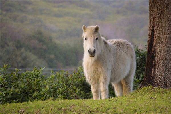 Die Bedeutung und Interpretation des Ponytraums