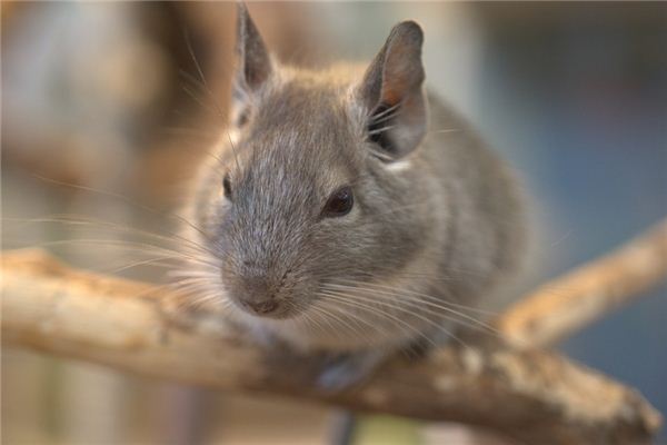 Die Bedeutung und das Symbol der großen Maus im Traum