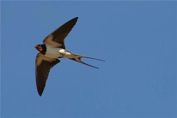 Swallows Traumdeutung und Wahrsagerei