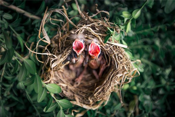 Traumdeutung und Weissagung des Vogelnestes