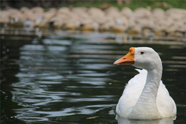 Gans Traumdeutung und Wahrsagerei