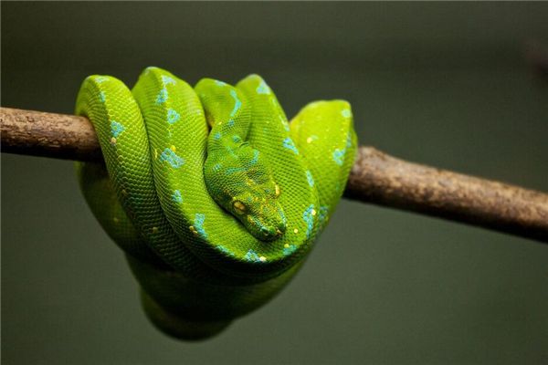 Traumdeutung und Weissagung der großen Python am Baum