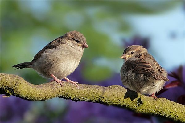 Sparrows Traumdeutung und Wahrsagerei