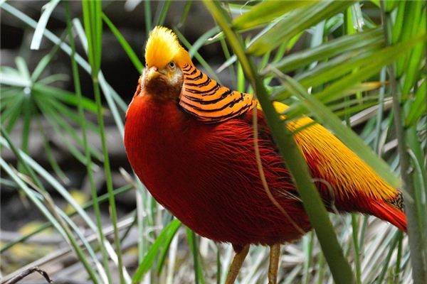 Goldflügelvogel erklärt und symbolisiert in Träumen