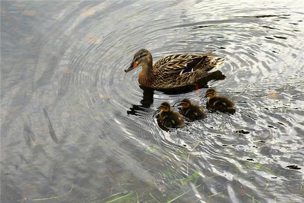 Traumdeutung und Weissagung der Wildente