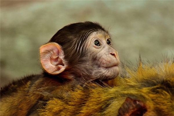 Die Bedeutung und Interpretation von Tauro-Affen in Träumen