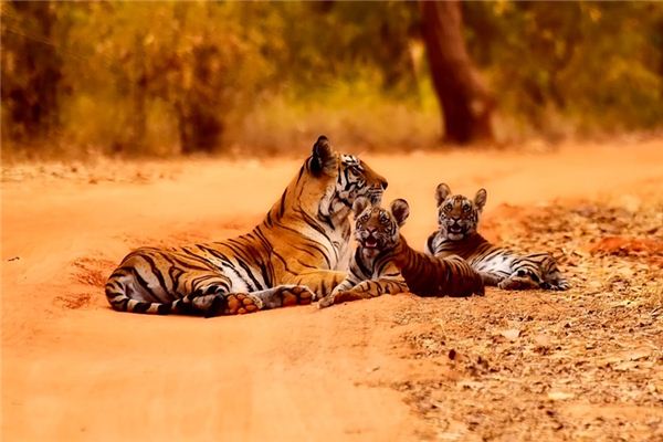 Die Bedeutung und Erklärung des kleinen Tigers im Traum