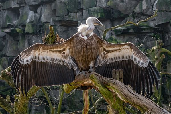 Geier Traumdeutung und Wahrsagerei