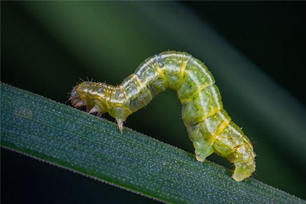 Maden Traumdeutung und Wahrsagerei