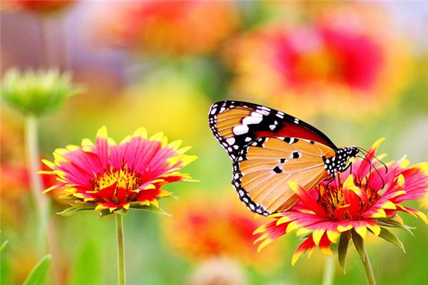 Traumdeutung Schmetterling