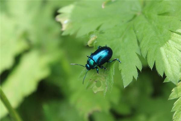 Traumdeutung und Wahrsagerei kleiner Käfer