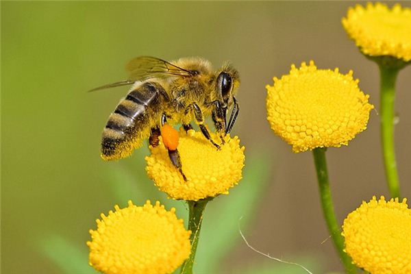 Traumdeutung und Weissagung von Bienen