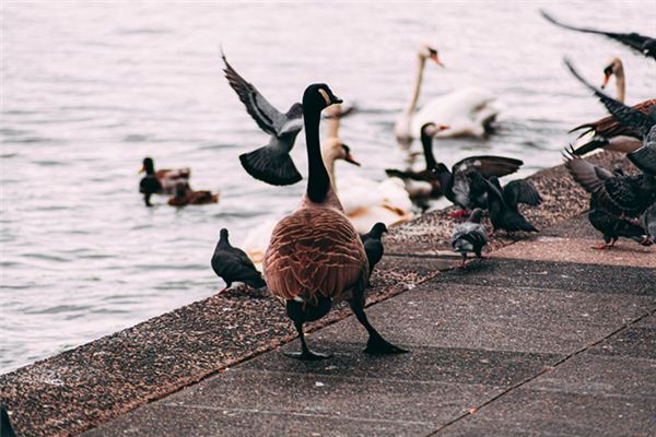 Traumdeutung und Weissagung von Hühnern, Enten und Gänsen