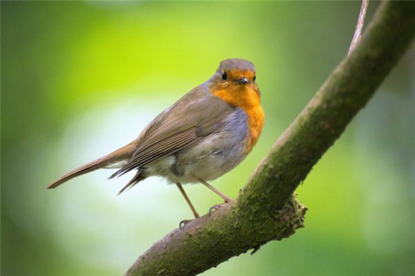 Wren’s Traumdeutung und Wahrsagerei