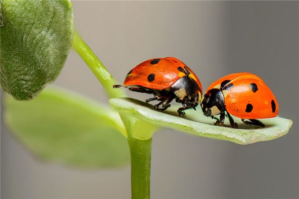 Traumdeutung und Wahrsagerei von Insekten