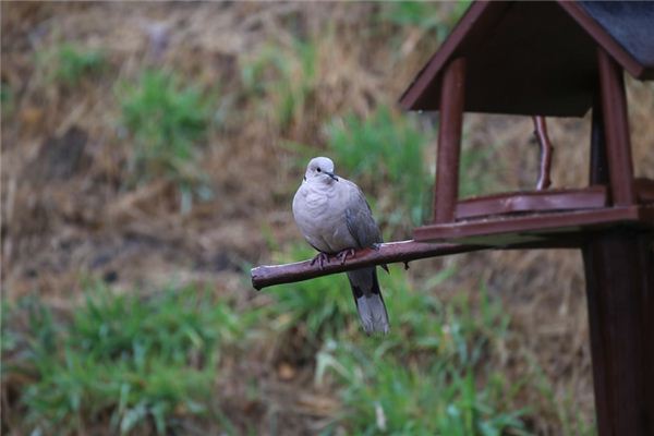 Doves Traumdeutung und Wahrsagerei