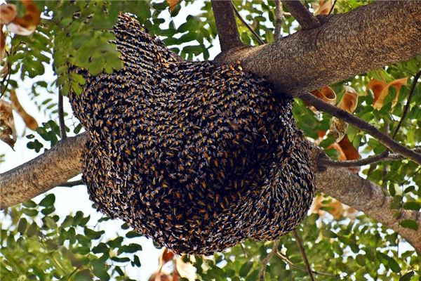 Traumdeutung und Wahrsagerei des Bienenstocks