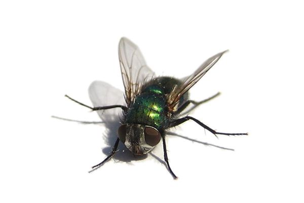 Traumdeutung und Wahrsagerei der Fliege