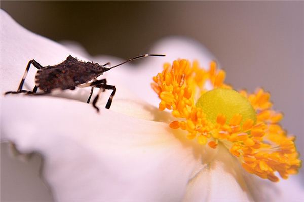 Traumdeutung  Bedbugs