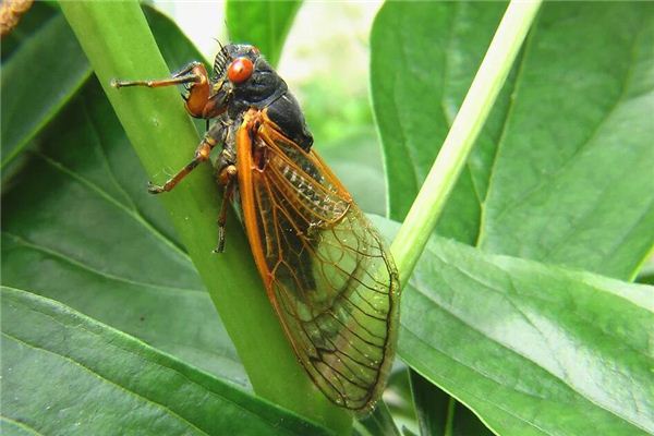 Zikadens Traumdeutung und Wahrsagerei