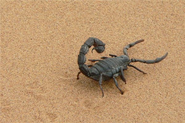Scorpions Traumdeutung und Wahrsagerei