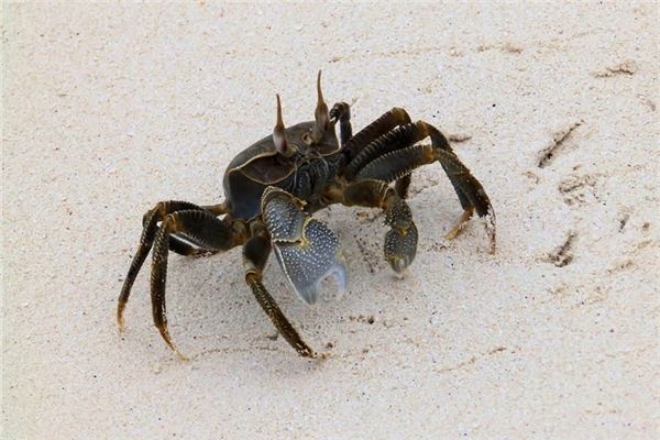 Traumdeutung und Wahrsagerei von Krabbens