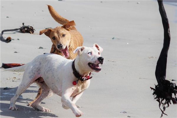 Traumdeutung und Weissagung verrückter Tiere