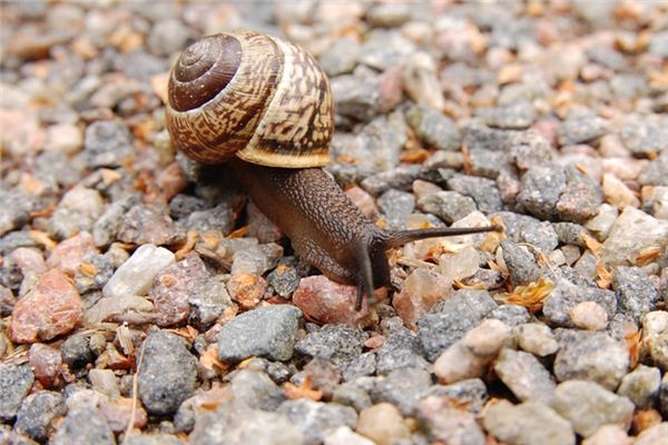 Traumdeutung Schnecke