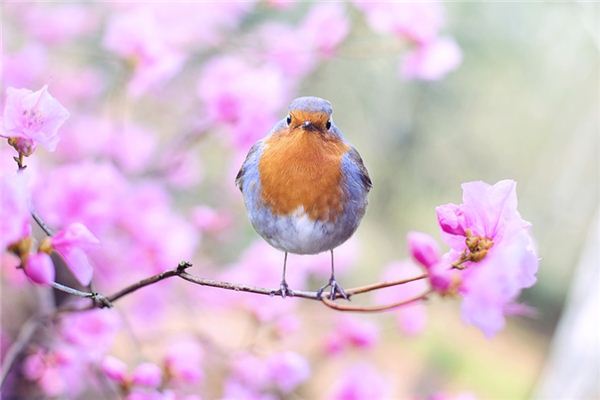 Traumdeutung und Wahrsagerei des Vogelgesangs