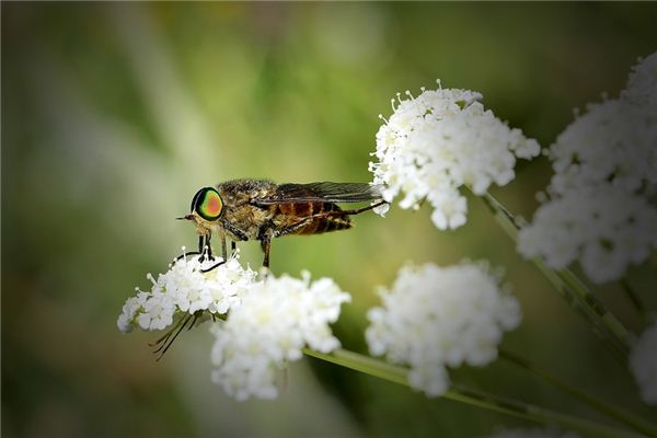 Traumdeutung  Gadflys