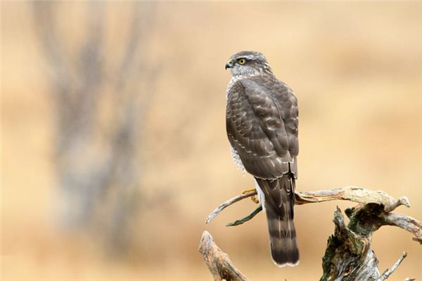 Harriers Traumdeutung und Wahrsagerei