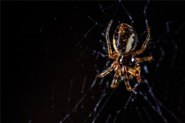 Traumdeutung und Wahrsagerei der schwarzen Spinne