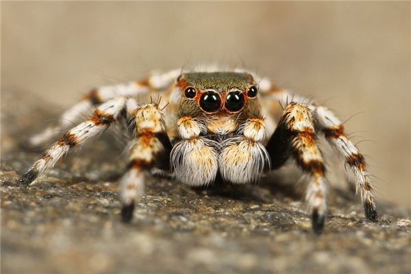 Traumdeutung und Wahrsagerei der großen Spinne