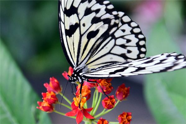 Traumdeutung und Weissagung des weißen Schmetterlings