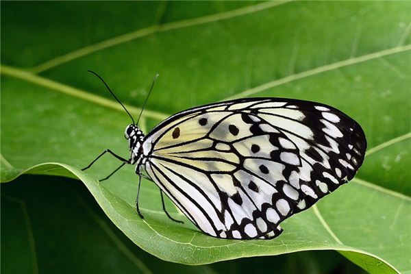 Traumdeutung und Weissagung des schwarzen Schmetterlings