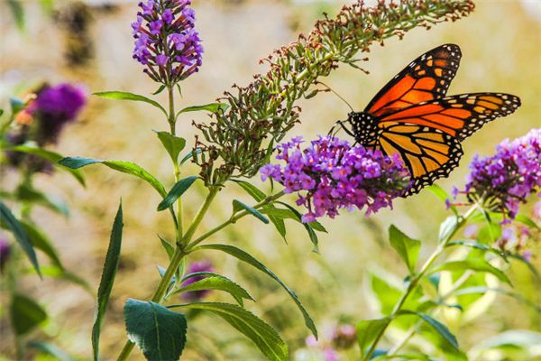 Traumdeutung und Wahrsagerei von Schmetterlingen, die in den Blumen fliegen