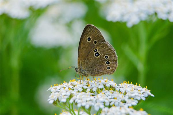 Traumdeutung und Weissagung des Schmetterlings mit gebrochenen Flügeln