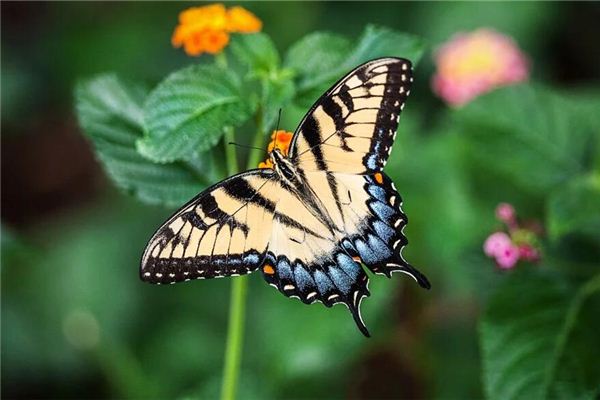 Traumdeutung und Wahrsagerei mit einem Schmetterling auf dem Kopf