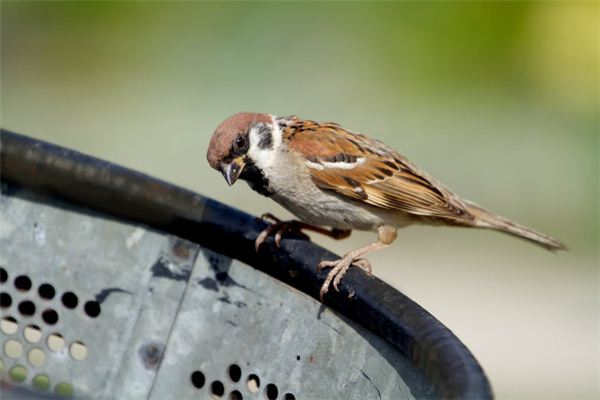 Traumdeutung und Wahrsagerei von spatzenfressenden Insekten