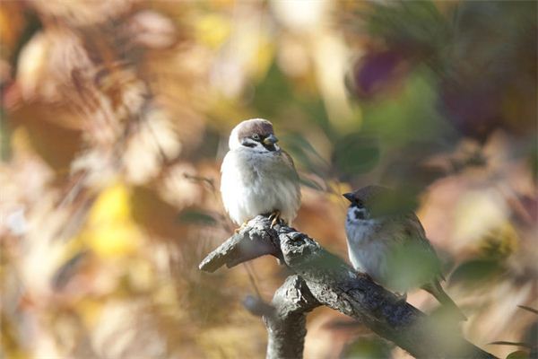 Traumdeutung und Wahrsagerei von Vogelfängern, die Spatzen fangen