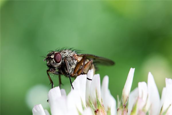 Traumdeutung und Wahrsagerei vieler Fliegen