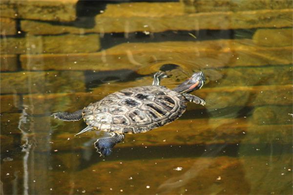 Traumdeutung und Wahrsagerei der im Wasser schwimmenden Schildkröte